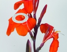 PEI YING LIN SVETUJE